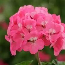 pink geranium flower seeds
