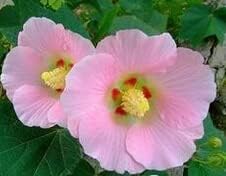 Flower Seeds, Seeds for Planting, Plant Seeds