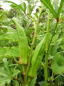 Abelmoschus Seeds for Planting