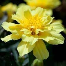 alumia vanilla flower seeds
