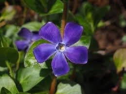 vinca periwinkle flower seeds