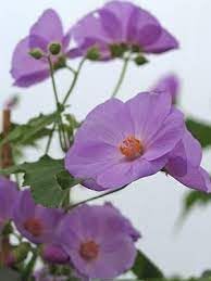purple heirloom flower seeds