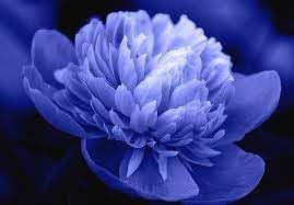 Flower Seeds, Seeds for Planting, Plant Seeds