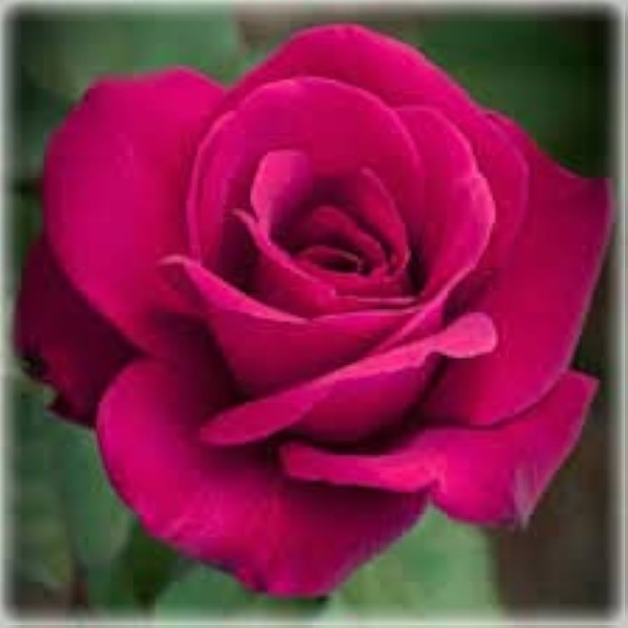 Rose Flower Seeds for Planting Pink 100 pcs