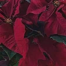 Flower Seeds, Seeds for Planting, Plant Seeds