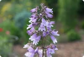 heirloom non flower seeds