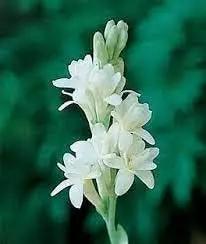 tuberose flower flower seeds