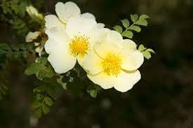 Flower Seeds, Seeds for Planting, Plant Seeds