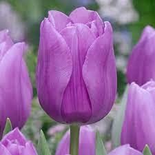 lavender shade flower seeds