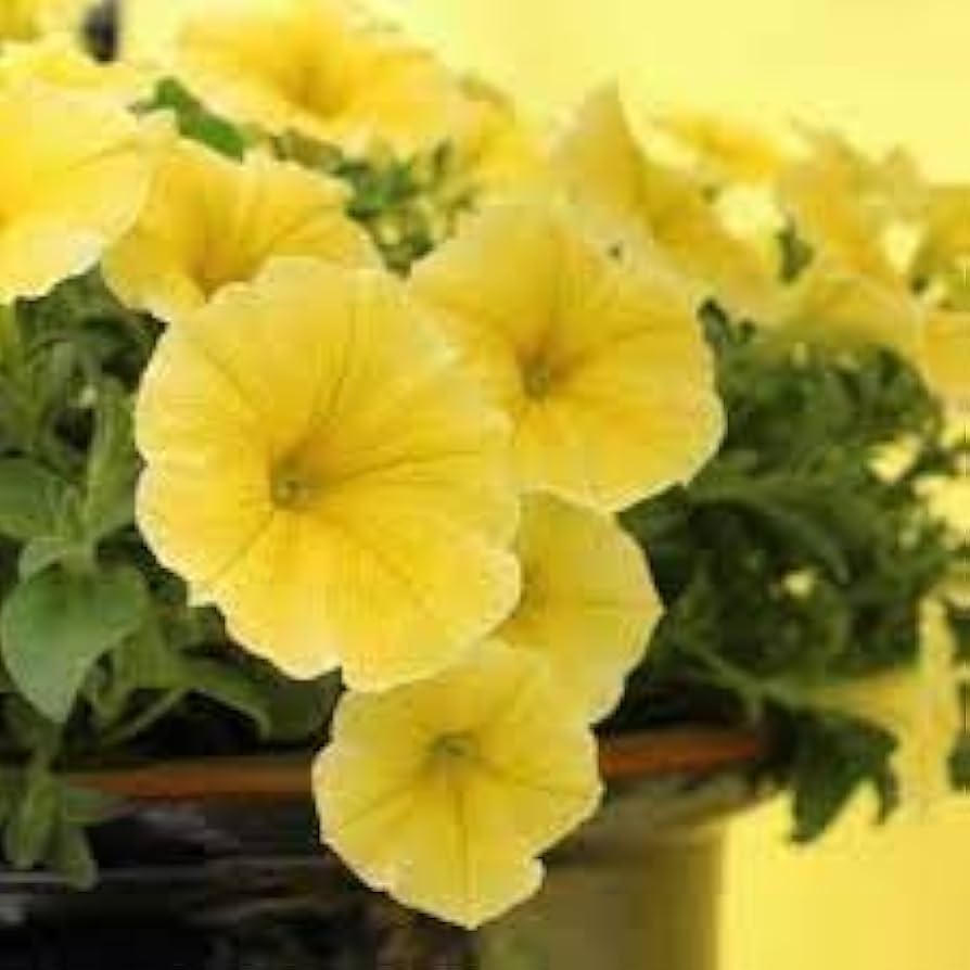 Petunia blomsterfrø til udplantning, lysegul, 100 stk