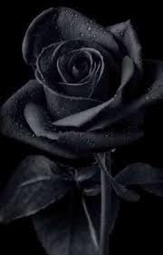 Flower Seeds, Seeds for Planting, Plant Seeds