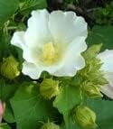 Flower Seeds, Seeds for Planting, Plant Seeds