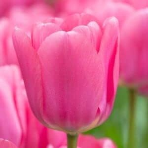 pink tulip flower seeds
