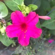 Flower Seeds, Seeds for Planting, Plant Seeds