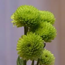 heirloom non flower seeds