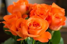 roseflower for flower seeds