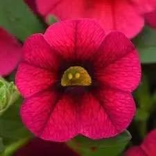 pink deep flower seeds