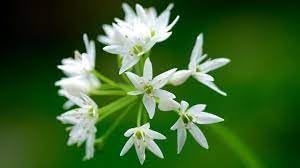 ramsons flower flower seeds