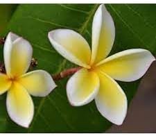 Flower Seeds, Seeds for Planting, Plant Seeds