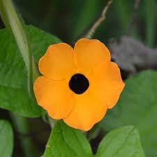 organic heirloom flower seeds
