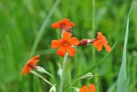 cockburniana flower flower seeds