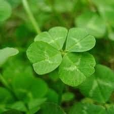 Flower Seeds, Seeds for Planting, Plant Seeds