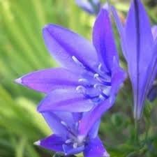 fabiola flower flower seeds