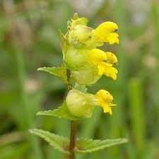 Flower Seeds, Seeds for Planting, Plant Seeds