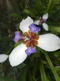 Flower Seeds, Seeds for Planting, Plant Seeds