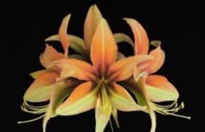 Flower Seeds, Seeds for Planting, Plant Seeds