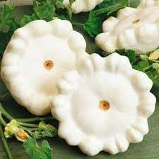 Scallop White Bush Squash Vegetable Seeds for Planting