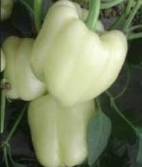 Bell Pepper Seeds for Planting | Heirloom, Non-GMO, High Germination Organic Garden Seeds