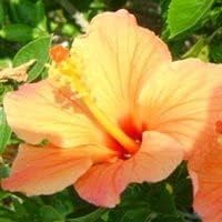 orange heirloom flower seeds