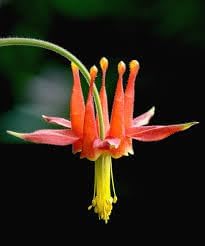 columbine viridiflora flower seeds