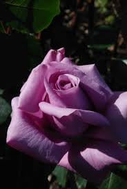 Flower Seeds, Seeds for Planting, Plant Seeds