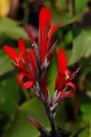 canna plant flower seeds