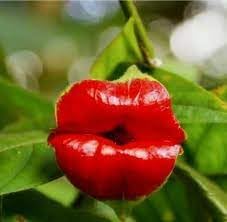 heirloom non flower seeds
