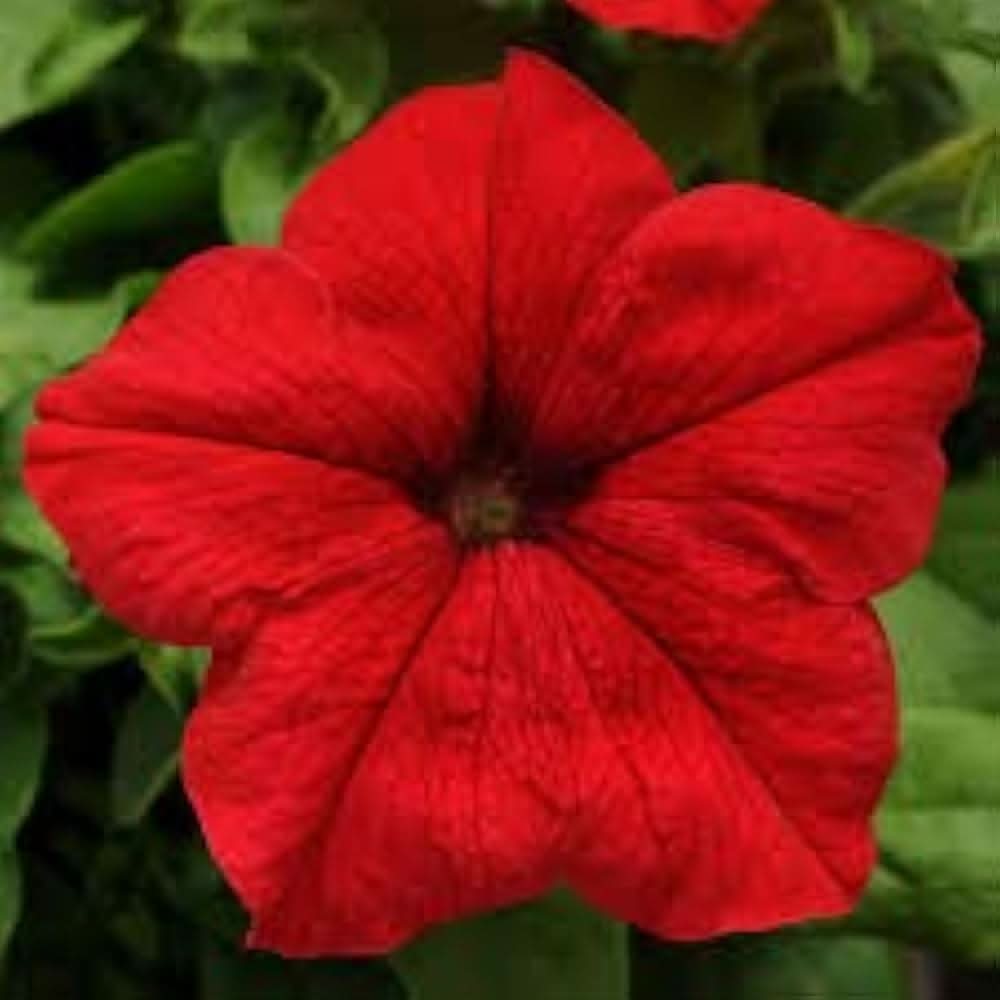 red red flower seeds