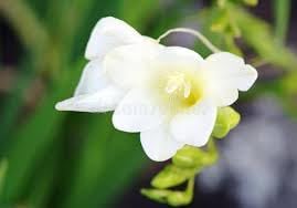 Flower Seeds, Seeds for Planting, Plant Seeds