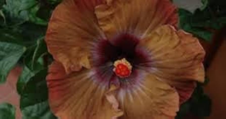 Brown Hibiscus Flower Seeds 100 pcs