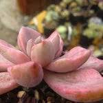 Flower Seeds, Seeds for Planting, Plant Seeds