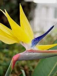 Flower Seeds, Seeds for Planting, Plant Seeds