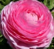 Flower Seeds, Seeds for Planting, Plant Seeds