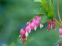 Flower Seeds, Seeds for Planting, Plant Seeds