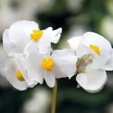 fibrous begonia flower seeds