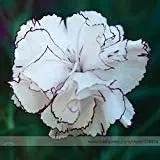 white crimson flower seeds