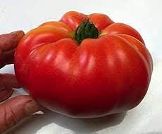 Huge Tomato Seeds for Planting Red | Heirloom Non-GMO Organic Garden Seeds | High Germination Tomato Seeds