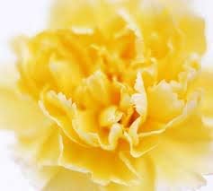 Flower Seeds, Seeds for Planting, Plant Seeds