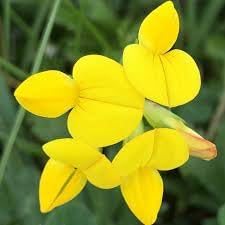 birdsfoot flower flower seeds