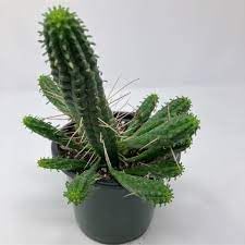 Flower Seeds, Seeds for Planting, Plant Seeds